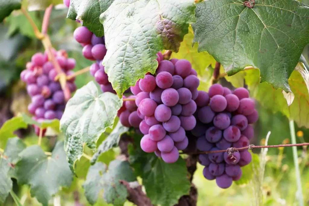 grapes 