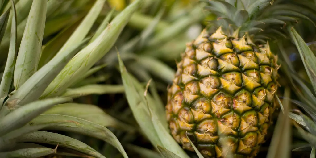 pineapple fruit